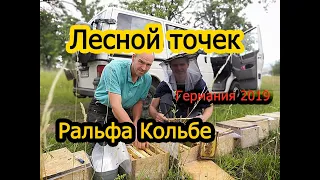 Лесной точёк Ральфа Кольбе .Германи 2019 #Пчеловодство