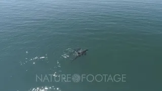 Orcas hunting mobula rays, Sea of Cortes. Mexico.