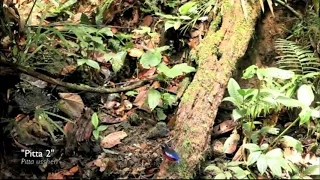 Mengintip Kehidupan Burung dihutan Borneo Part.1