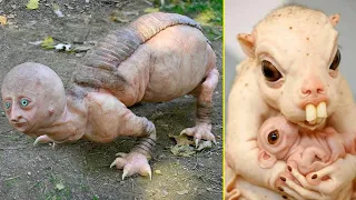 Top 10 UNUSUAL & WEIRDEST ANIMALS in The World That You've NEVER Seen!