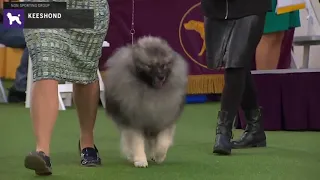 Keeshond | Breed Judging 2020