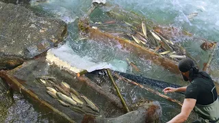 Amazing Fish Trap / Dünya'da Böyle Balık Tuzaği yok