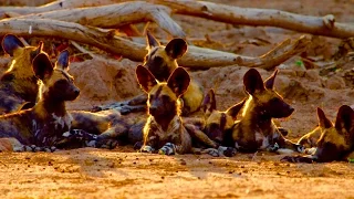 Wild Dogs - Chasing Tales (Series Taster)