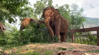 time to feed elephants- EleFlix