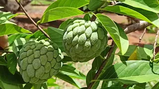 Pinha essa fruta maravilhosa ♥️👌