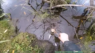 Охота на ондатру. Ловля на ТУАЛЕТЕ  капканами. (Будни охотника и рыбака)