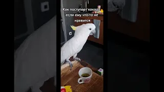 Недовольный какаду