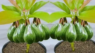 Simple method propagate AVOCADO Tree from seeds for beginners#garden #avocado #aloevera #gardening