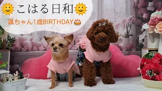 🌞こはる日和🌞颯ちゃん１歳BIRTHDAY🎂