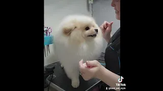 Grooming shpiz pomeranian //טיפוח פומרניין