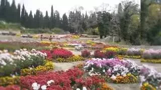 Ботанический сад. Бал хризантем. Никита. Крым | Botanical garden. Ball chrysanthemum. Nikita. Crimea
