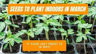 Seeds to Plant Indoors in March If your last frost is in May!