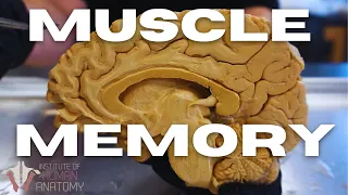 Inside the Brain of a Cadaver