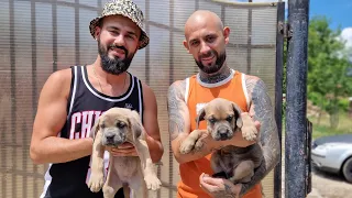 CĂTEII CANE CORSO AU PLECAT LA NOUA LOR CASĂ 🐕🐕