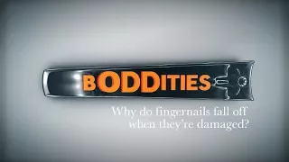 Boddities | Episode 13 | Why do fingernails fall off when they’re damaged?