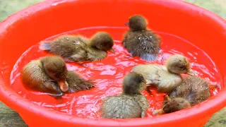 Baby ducks in Small pool! First day of life  An amazing story ! Care of Duck