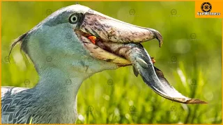 30 Terrifying Moments When Shoe-Billed Storks Attack And Swallow Their Prey | Wild Animals