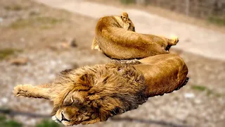 Донецкая ЛЬВИЦА  РОЖАЕТ, а огромный лев охраняет её и малышей и никого к ним не подпускает!
