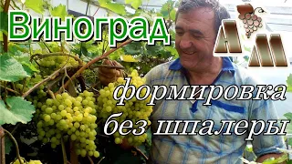 🍇 Бесшпалерная головчатая формировка винограда на высоком штамбе