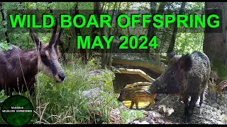 Spring Forest Wildlife trough 3 Trail Hunting Cameras in HD with HQ Sound - Best APRIL and MAY 2024