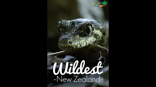 Дикая Новая Зеландия / Wildest New Zealand  Серия2  Первозданный Запад 4К