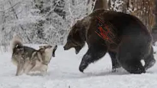 Wolf Vs Grizzly Bear , Wolf Was Attacked To Death By Grizzly Bear For Stealing Prey