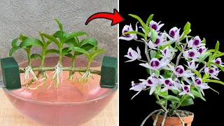 Very few people know how this can propagate denor orchids