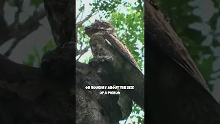 Potoo | A Weird - Looking Bird #shorts