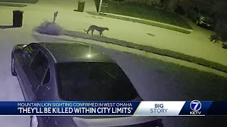 Mountain lion sighting confirmed in west Omaha