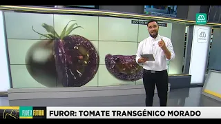 Furor por tomate transgénico morado más saludable: Se vendió antes de salir al mercado