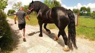 ПРИВЕЗЛИ КОБИЛУ ДО ГЕРМЕСА/ЖЕРЕБЕЦЬ НА ПАРОВКУ/Коні Ваговози/horses in Ukraine