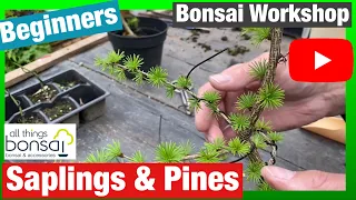 Bonsai Workshop: Saplings & Pines For Beginners