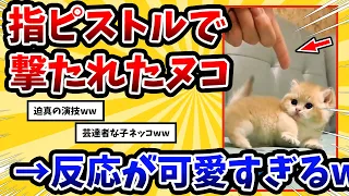 【2ch動物スレ】指ピストルを子猫に向けて撃った結果 → ネッコの反応が可愛すぎるwww