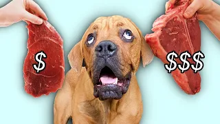 $5 vs $500 Steak: Letting my Dogs Decide Challenge!
