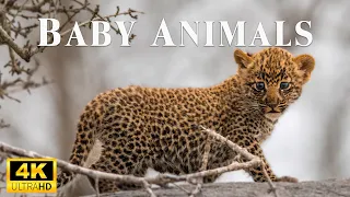 Amazing World Of Baby Animals With Relaxing Music, Soothing Music - Scenic Relaxation Film