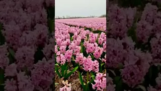 Hyacinth & Daffodil fields in Holland with Doctor van Bloom 🌸