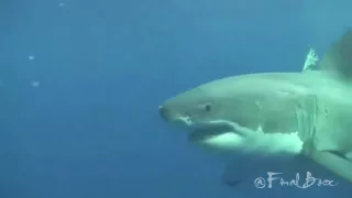 World's Largest Shark Unprovoked Attacks and Bites Swimmer