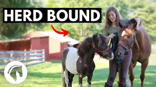 Herd Bound Horse/Separation Anxiety: Solutions That Work