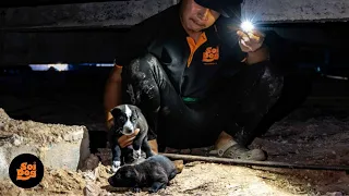 Abandoned puppies found under a disused factory