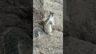 Cutest Squirrel // Woodward Park Fresno California // Cute And Funny Animals