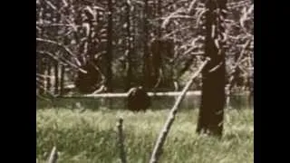 BIGFOOT Video Real Sasquatch FILM weird unknown creature Monster wild swamp people Eskimo