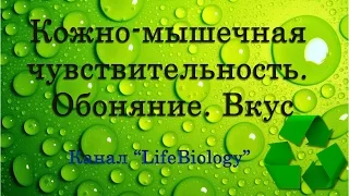 Кожно мышечная чувствительность.  Обоняние.  Вкус