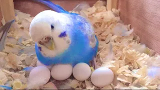 How To Care For A Pregnant Budgie