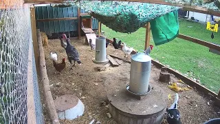 Coyote Attempt on Chickens