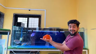 Sare Fish Monster Tank Me Shift Kar Diye #monsterfish #monsterfishtank