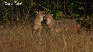 The Golden Jackal (Canis aureus)