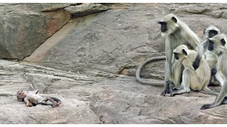 Langur Monkeys Grieve Over Robot Monkey