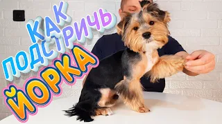 КАК ПОДСТРИЧЬ ЙОРКА ?🤷‍♀️ ТЕХНИКА ПОЭТАПНО 👏 В ДОМАШНИХ УСЛОВИЯХ 👍 всё в одном видео ❤🐶