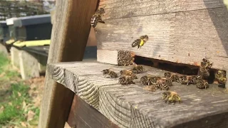 Vliegplank Top Bar Hive bijenkast