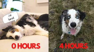 My Dog On 0 hours VS 4 hours Of Exercise